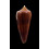 neptunus colorvariegatus 64,0mm