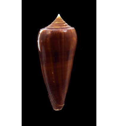 neptunus colorvariegatus 64,0mm