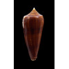 neptunus colorvariegatus 64,0mm