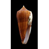 neptunus colorvariegatus 64,0mm