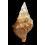 lampas pustulata 94,0mm