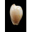 edentula 20,0mm