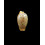 macandrewi 14,0mm
