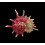 sphaerula 79,4mm