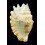 sinuatus 102,0mm INTERESTING