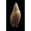 mammilla 38,7mm SUPERB