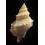 fijiensis 53,0mm RARE