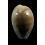carneola crassa 51,4mm