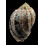 harpa 75,0mm
