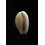 cribraria abaliena 14,0mm