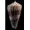 amadis 88,0mm