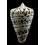 spurius baileyi 62,0mm