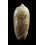 caribaensis 40,0mm