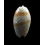 bulbosa tuberosa 32,0mm
