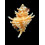 pelepili 27,0mm
