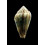 allaryii 26,1mm