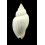 mitraeformis grockeae 47,3mm RARE