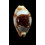 stolida crossei 34,5mm ROSTRATE
