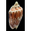 vespertilio matiyensis 91,2mm