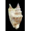 vomer 71,0mm