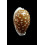 exmouthensis 32,0mm