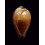 adusta persica 55,0mm WRS
