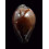 adusta 49,4mm