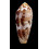 cicumcisus 55,0mm