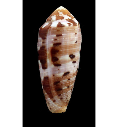 cicumcisus 55,0mm
