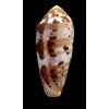cicumcisus 55,0mm
