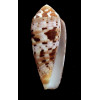 cicumcisus 55,0mm
