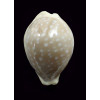 camelopardalis 60,0mm