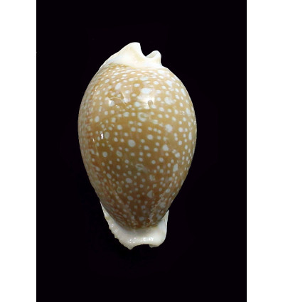 miliaris 51,0mm BIG