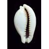 miliaris 51,0mm BIG