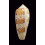 dusaveli 77,0mm