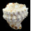 cornuta 101,4mm