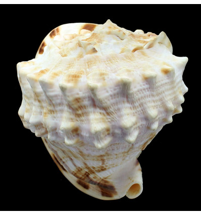 cornuta 101,4mm