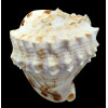 cornuta 101,4mm