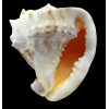 cornuta 101,4mm