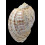 harpa major 105,3mm TAIWAN