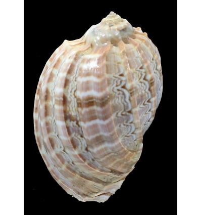 harpa major 105,3mm TAIWAN