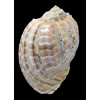 harpa major 105,3mm TAIWAN