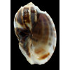 harpa major 105,3mm TAIWAN