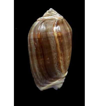 peruviana castanea 50,2mm