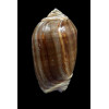 peruviana castanea 50,2mm