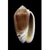 peruviana castanea 50,2mm