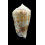 coniformis 40,0mm