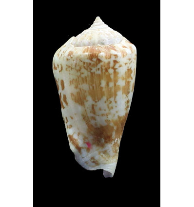 coniformis 40,0mm