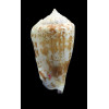 coniformis 40,0mm