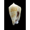 coniformis 40,0mm